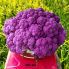 Капуста цветная Депурпл F1 / Depurple F1 1000 семян (Syngenta)