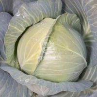 Капуста білоголова Бунка F1 / Bunka F1 1000 насінин (Kitano Seeds)