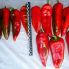 Перець Шинако F1 / Shinako F1 10 насінин, солодкий (Kitano Seeds)