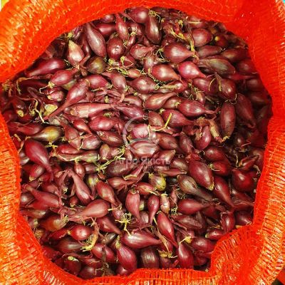 Цибуля сіянка Редровер (Ромі) 1 кг, 8/16 мм (Triumfus Onion Products)