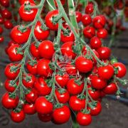 Томат Итиро F1 / Itiro F1 100 семян, индетерминантный (Kitano Seeds)