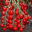 Томат Итиро F1 / Itiro F1 100 семян, индетерминантный (Kitano Seeds)