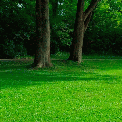 Газонна трава Спортивна PLAYGROUND 1 кг (DLF) Газонна трава Спортивна PLAYGROUND 1 кг (DLF)