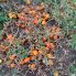 Томат Оранж Плам F1 / Orange Plum F1 20 насінин, детермінантний (Spark Seeds)
