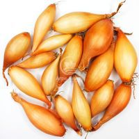 Цибуля сіянка Вольф 0,5 кг, 8/16 мм (Triumfus Onion Products)