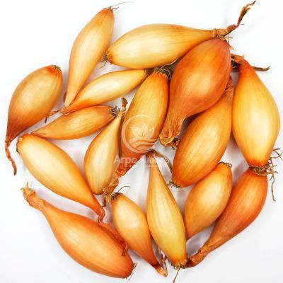 Лук севок Вольф 0,5 кг, 8/16 мм (Triumfus Onion Products)