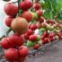 Томат КС 1157 F1 / KS 1157 F1 10 насінин, індетермінантний (Kitano Seeds)