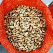 Лук севок Купидо 0,5 кг, 8/16 мм (Triumfus Onion Products)