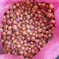 Цибуля сіянка Розанна 0,5 кг, 10/21 мм (Triumfus Onion Products)