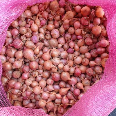 Цибуля сіянка Розанна 0,5 кг, 10/21 мм (Triumfus Onion Products)