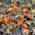 Томат Оранж Плам F1 / Orange Plum F1 20 насінин, детермінантний (Spark Seeds)