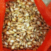 Цибуля сіянка Крусадо 0,5 кг, 10/21 мм (Triumfus Onion Products)