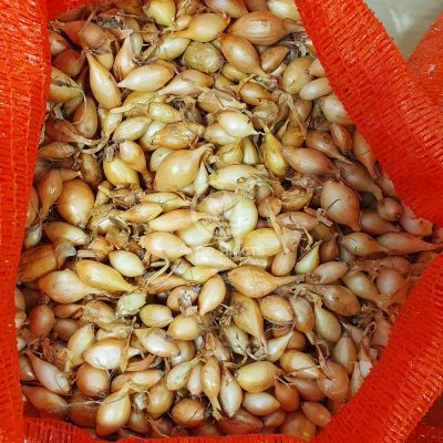 Цибуля сіянка Крусадо 0,5 кг, 10/21 мм (Triumfus Onion Products)