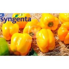 Перец Люмос F1 / Lyumos F1 10 семян, сладкий (Syngenta)