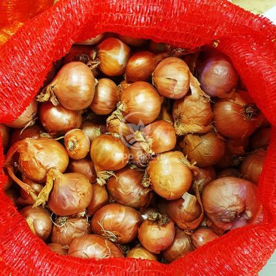 Цибуля сіянка шалот Шелія (Бістро) 1 кг, 22/48 мм (Triumfus Onion Products)