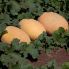 Дыня Кубус F1 / Cubus F1 100 семян (Kitano Seeds)
