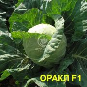 Капуста белокочанная Оракл F1 2500 семян (Clause)