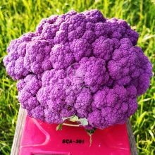 Капуста цветная Депурпл F1 / Depurple F1 1000 семян (Syngenta)