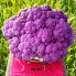 Капуста цветная Депурпл F1 / Depurple F1 1000 семян (Syngenta)