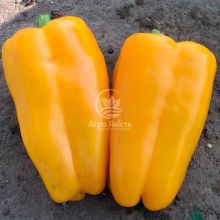 Перец Джемени F1 / Gemini F1 10 семян, сладкий (Nunhems)
