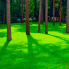 Газонна трава Тіньова PARK 20 кг (DLF)