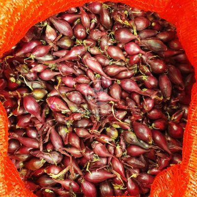 Лук севок Редровер (Роми) 0,5 кг, 8/16 мм (Triumfus Onion Products)