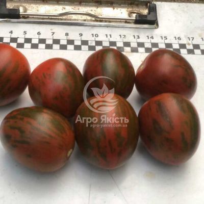 Томат Маритта F1 / Maritta F1 250 семян, индетерминантный (Spark Seeds)