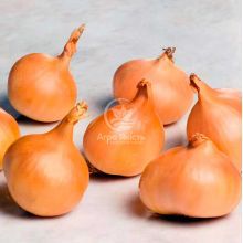 Цибуля шалот Ліра (Єллоу Мун) 1 кг, 22/48 мм (Triumfus Onion Products)