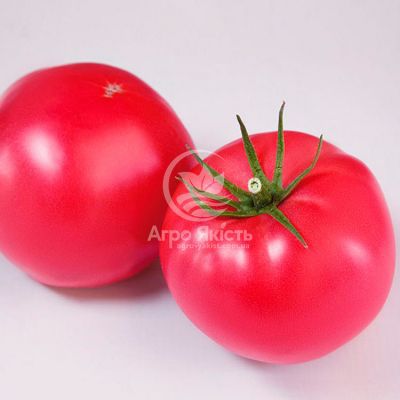 Томат Фінлі F1 (КС 1205 F1) / Finley F1 (KS 1205 F1) 10 насінин, індетермінантний (Kitano Seeds)