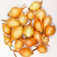 Цибуля сіянка Люсі (Сеншуй Єллоу) 0,5 кг, 8/16 мм (Triumfus Onion Products)