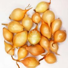 Цибуля сіянка Люсі (Сеншуй Єллоу) 0,5 кг, 8/16 мм (Triumfus Onion Products)