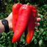 Перець Шинако F1 / Shinako F1 10 насінин, солодкий (Kitano Seeds)
