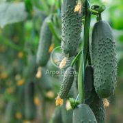 Огурец Домани F1 (КС 707 F1) / Domani F1 (KS 707 F1) 1000 семян, партенокарпический (Kitano Seeds)