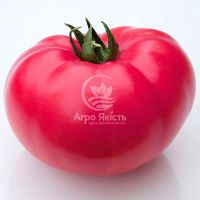 Томат КС 3811 F1 / KS 3811 F1 100 насінин, індетермінантний (Kitano Seeds)