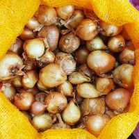 Цибуля сіянка шалот Ліра (Єллоу Мун) 1 кг, 22/48 мм (Triumfus Onion Products)