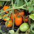 Томат Оранж Плам F1 / Orange Plum F1 20 насінин, детермінантний (Spark Seeds)