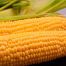 Кукурудза цукрова Сансвіт F1 / Sunsweet F1 50 насінин, суперсолодка (Libra Seeds)