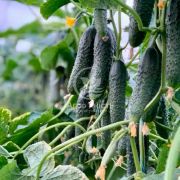 Огірок Прімеро F1 / Primero F1 10 насінин, партенокарпічний (Yuksel seeds)