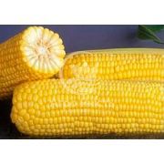 Кукурудза цукрова Мореленд (ГСС 1453) / Morelend (GSS 1453 F1) 100000 насінин (Syngenta)