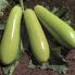 Кабачок Йоки F1 / Yoki F1 1000 семян, кустовой (Kitano Seeds)