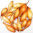 Лук севок Вольф 1 кг, 8/16 мм (Triumfus Onion Products)