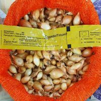 Цибуля сіянка Купідо 0,5 кг, 8/16 мм (Triumfus Onion Products)