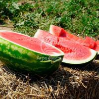 Арбуз КС 350 F1 / KS 350 F1 10 семян (Kitano Seeds)