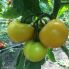 Томат Йеллоу Болл F1 / Yellow Boll F1 250 семян, индетерминантный (Spark Seeds)
