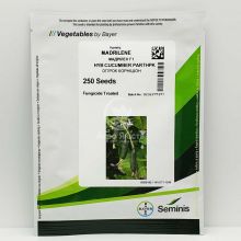 Огірок Мадрілене F1 / Madrilene F1 250 насінин, партенокарпічний (Seminis)