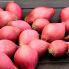Цибуля сіянка Розанна 0,5 кг, 10/21 мм (Triumfus Onion Products)
