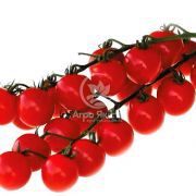 Томат Конори F1 / Conory F1 1000 семян, детерминантный (Kitano Seeds)