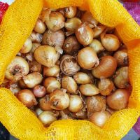 Цибуля сіянка шалот Ліра (Єллоу Мун) 0,5 кг, 22/48 мм (Triumfus Onion Products)