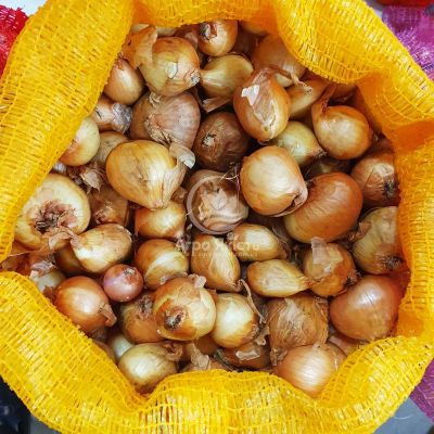 Цибуля сіянка шалот Ліра (Єллоу Мун) 0,5 кг, 22/48 мм (Triumfus Onion Products)