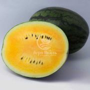 Арбуз КС 500 F1 / KS 500 F1 10 семян (Kitano Seeds)